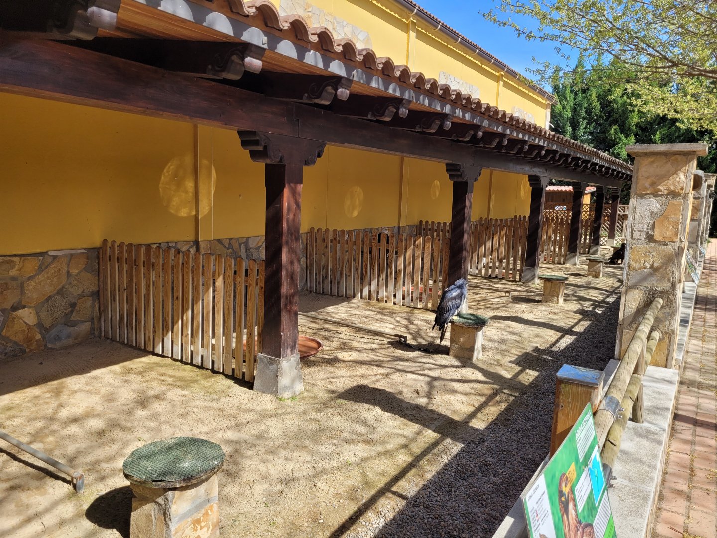 Big raptor perches -Tierra Rapaz (2024)