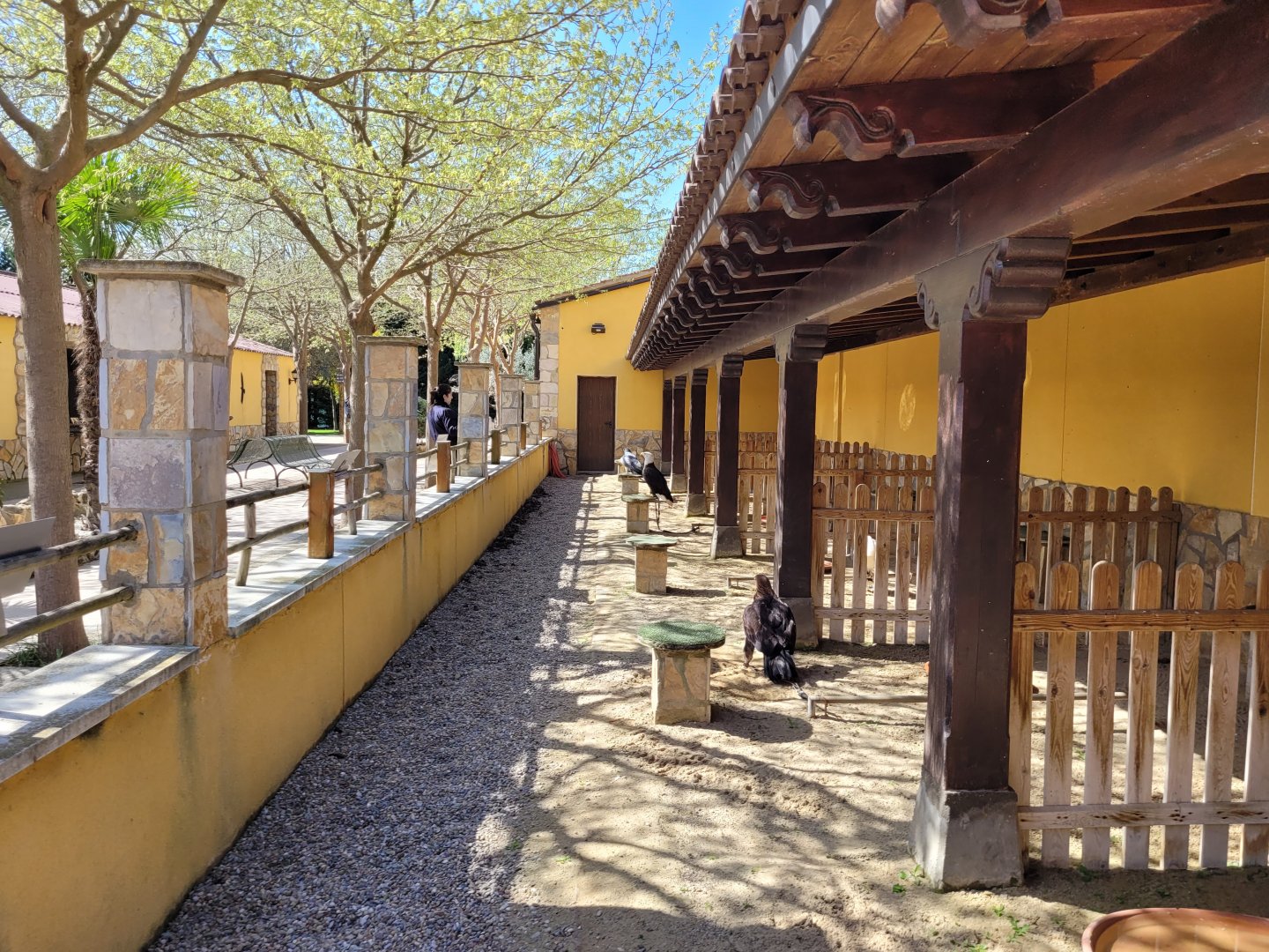 Big raptor perches -Tierra Rapaz (2024)