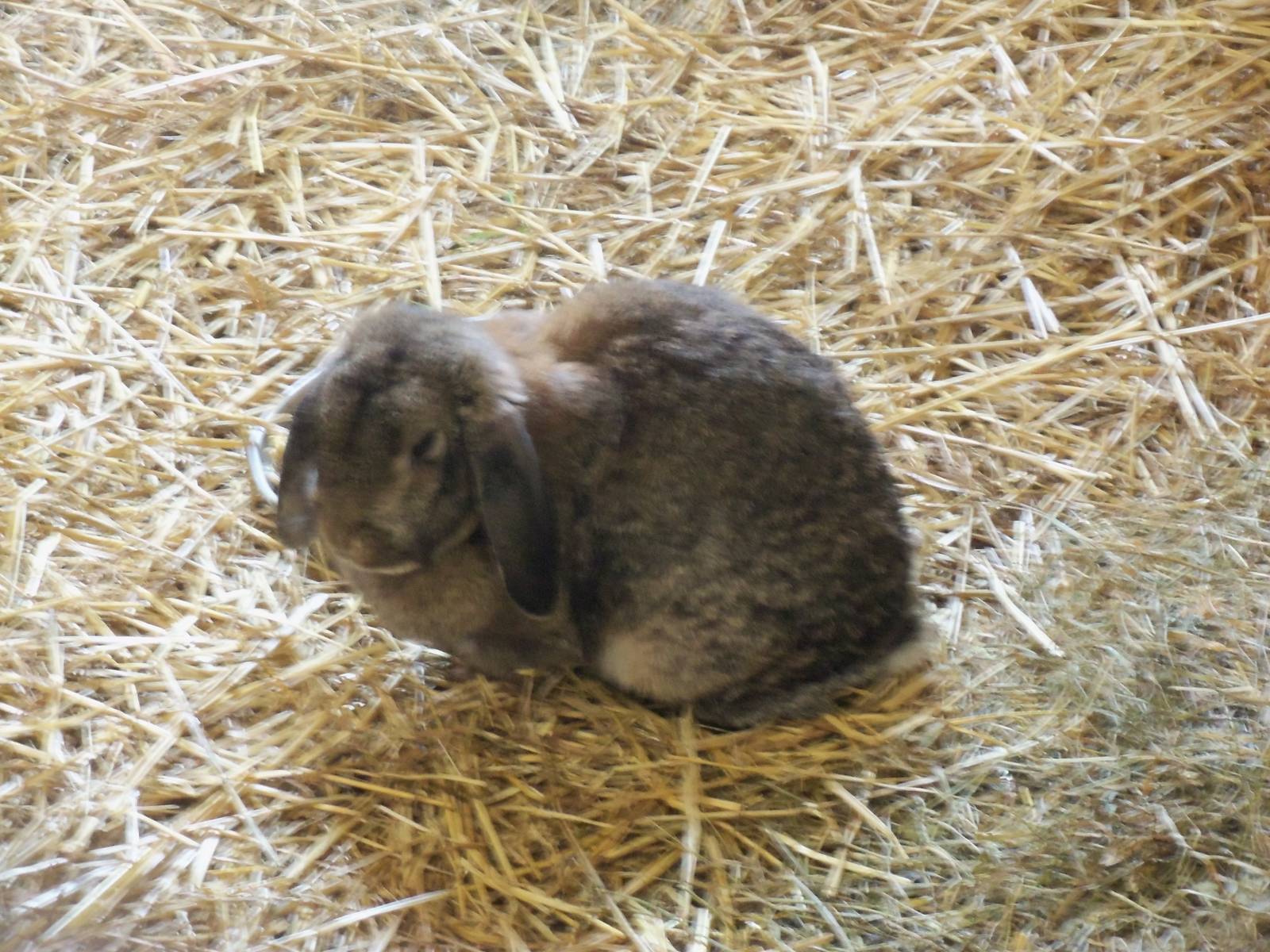 Big Red Barn- Floppy-eared Bunny