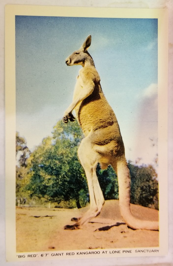 "Big Red" (Red kangaroo)