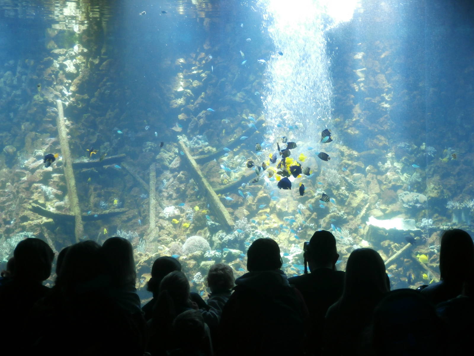 Big reef aquarium