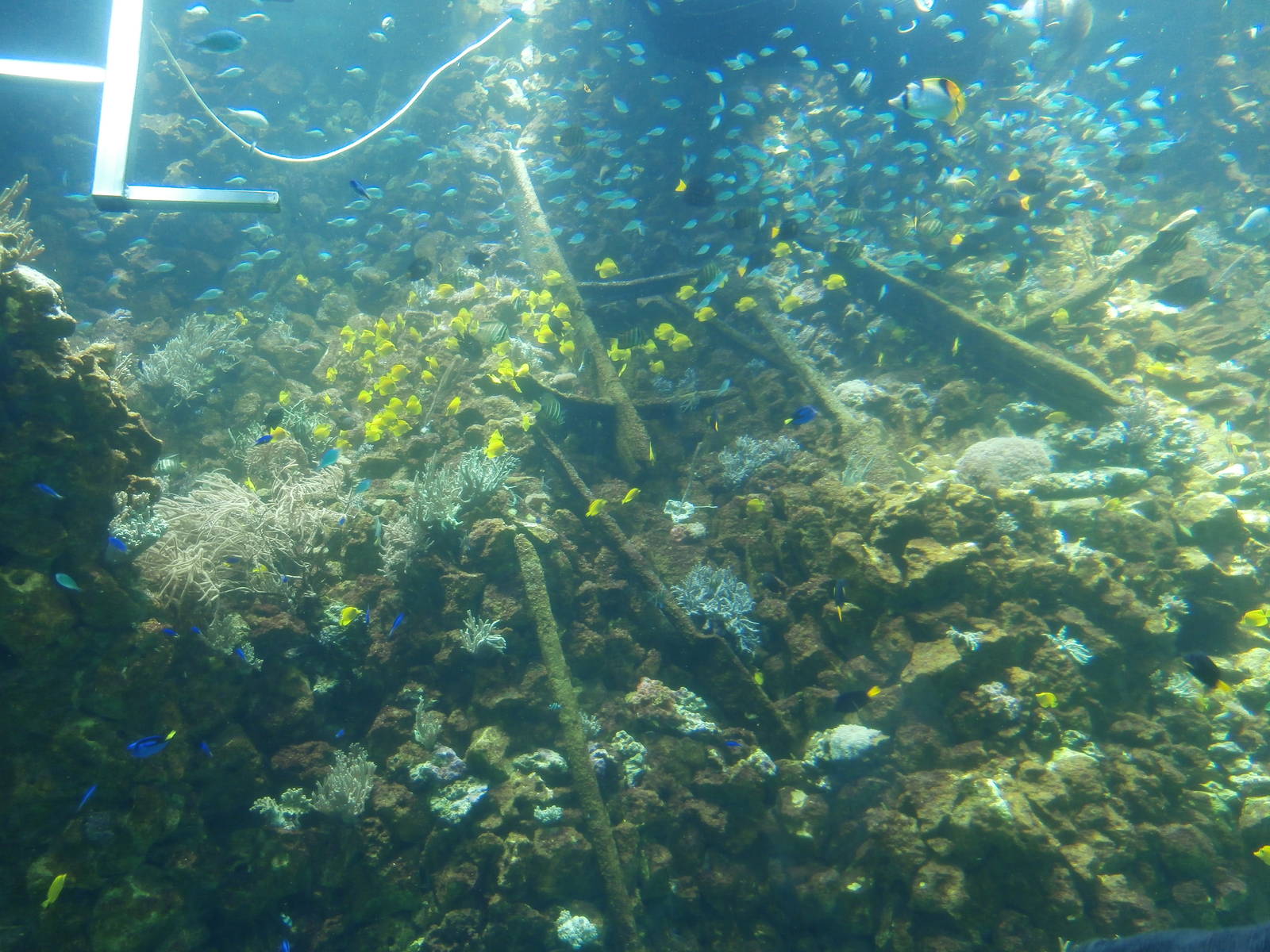 Big reef aquarium