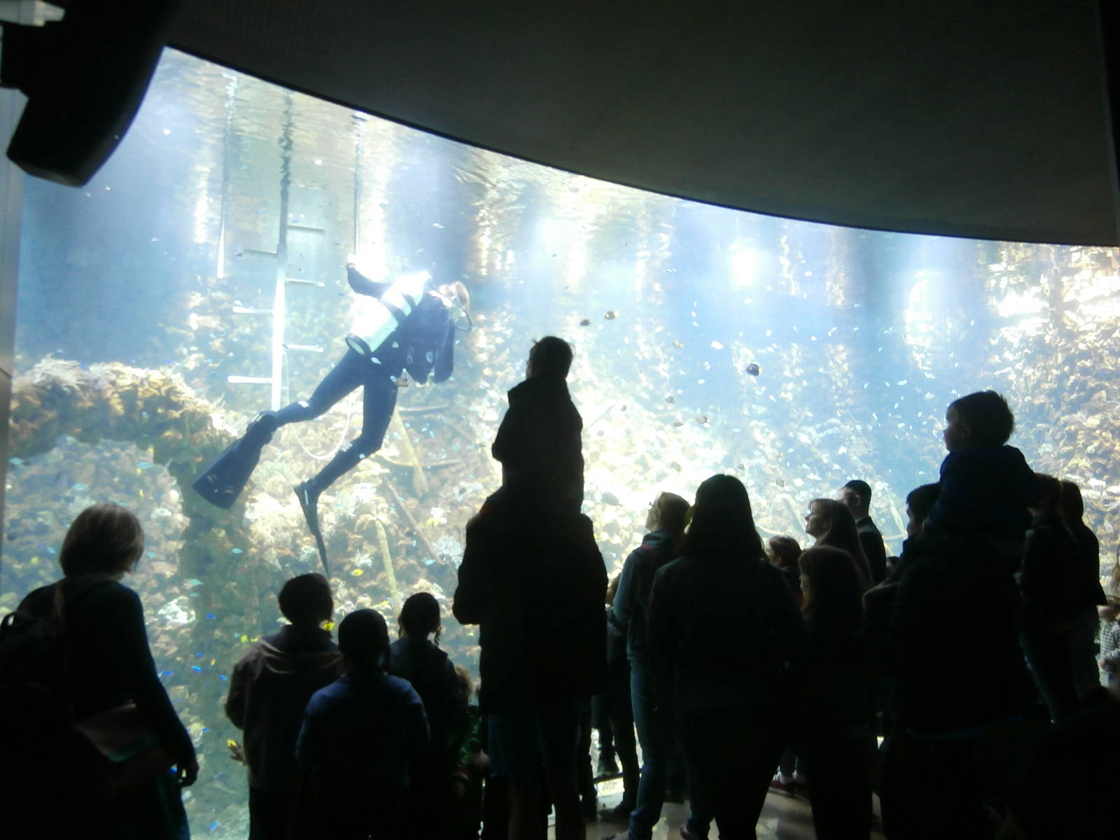 Big reef aquarium