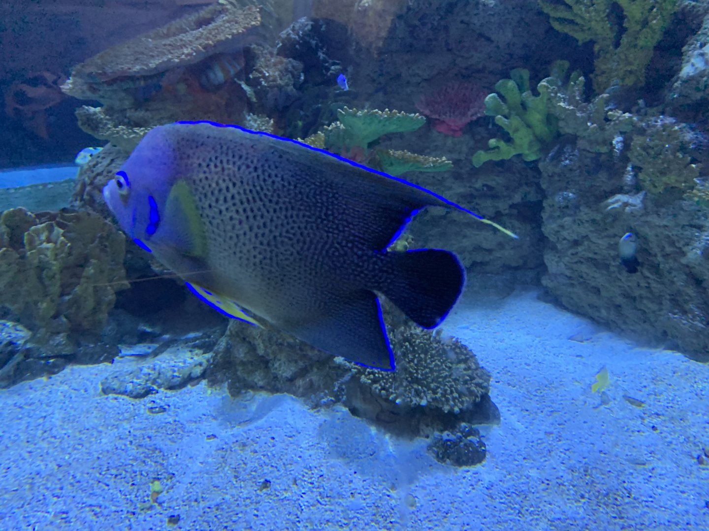 Big Reef Tank