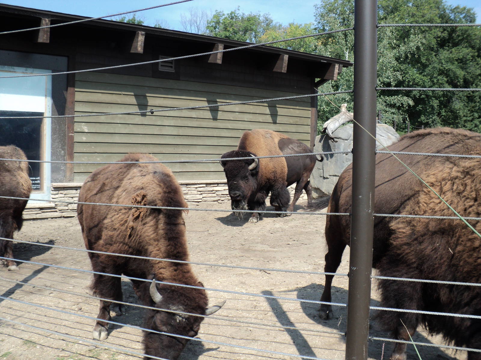 Big Ron and the Bison Herd