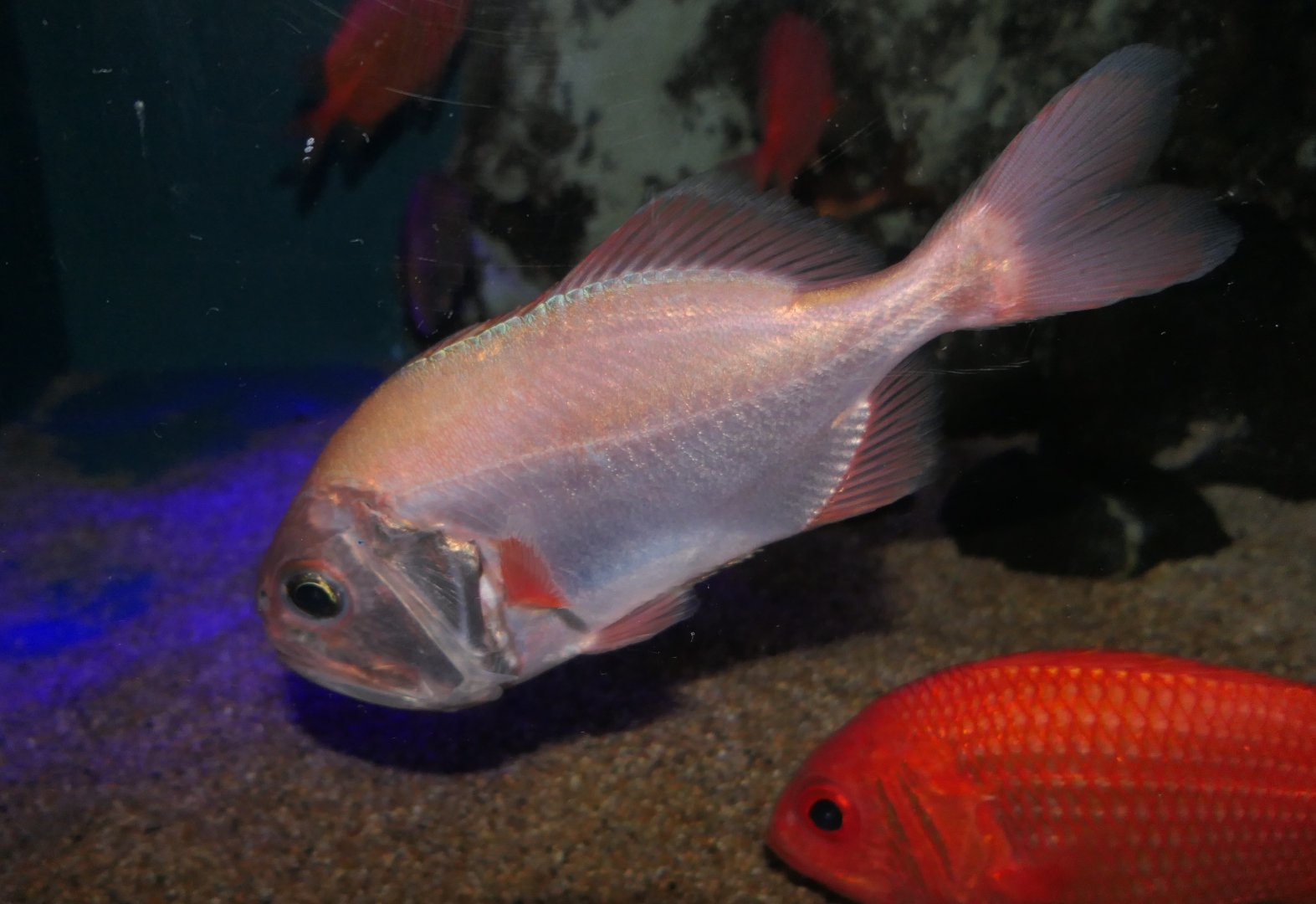 Big Roughy (Gephyroberyx japonicus) - Uozu Aquarium