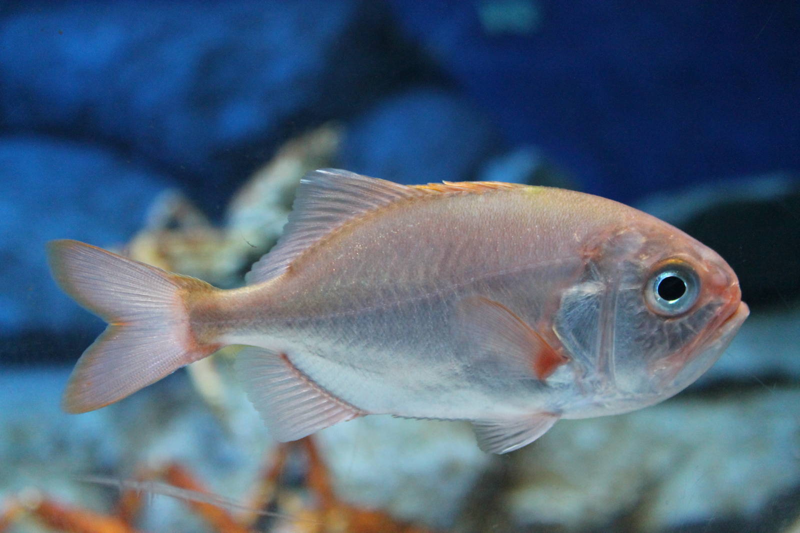 Big Roughy (Gephyroberyx japonicus)