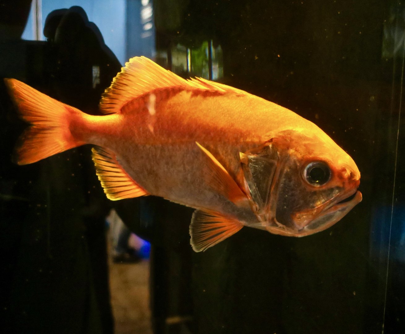 Big Roughy (Gephyroberyx japonicus)