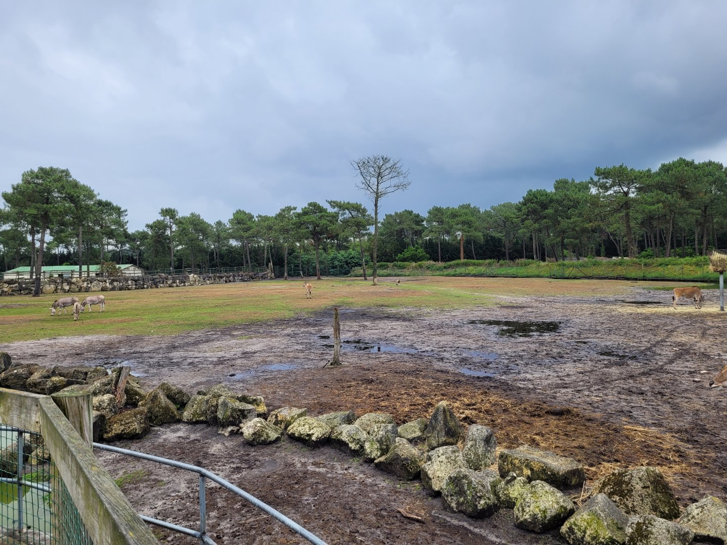 Big savannah exhibit -Zoo du bassin d'Arcachon (2024)