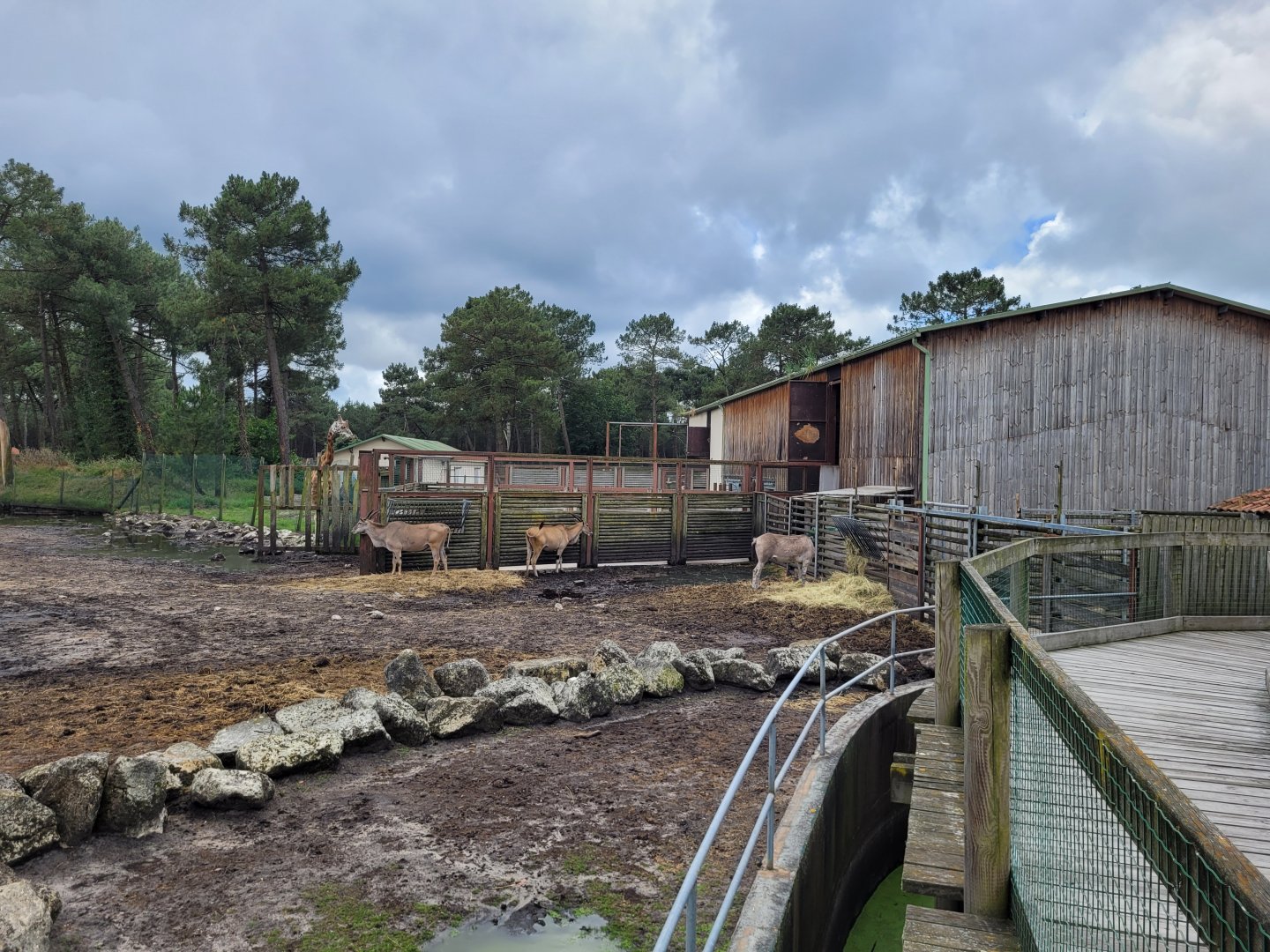 Big savannah exhibit -Zoo du bassin d'Arcachon (2024)