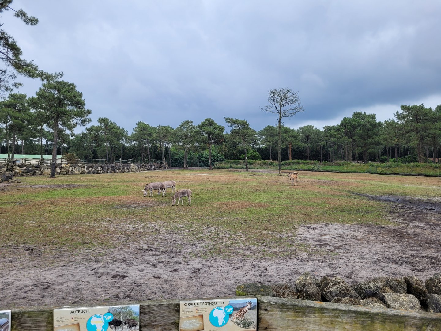 Big savannah exhibit -Zoo du bassin d'Arcachon (2024)