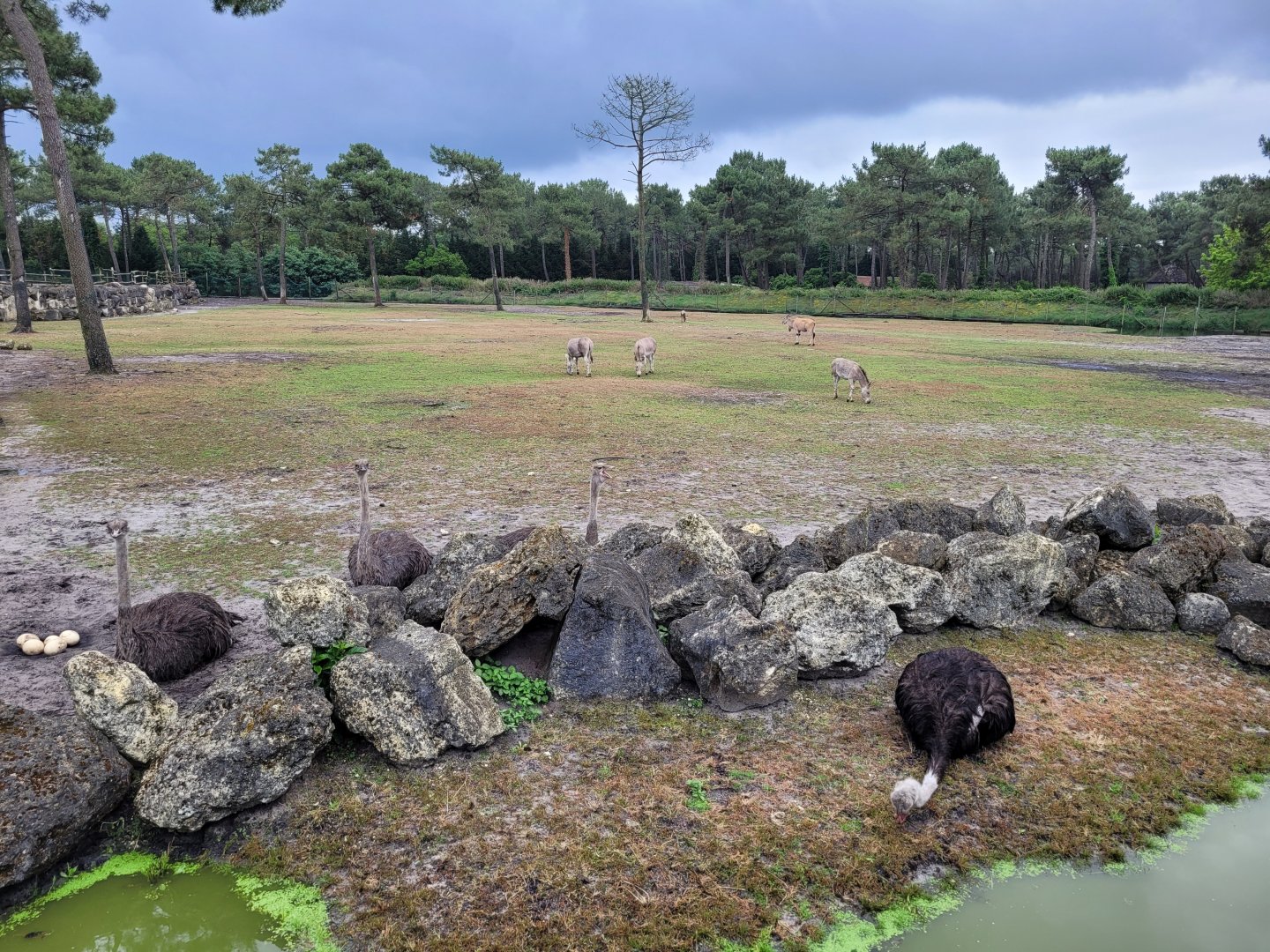 Big savannah exhibit -Zoo du bassin d'Arcachon (2024)