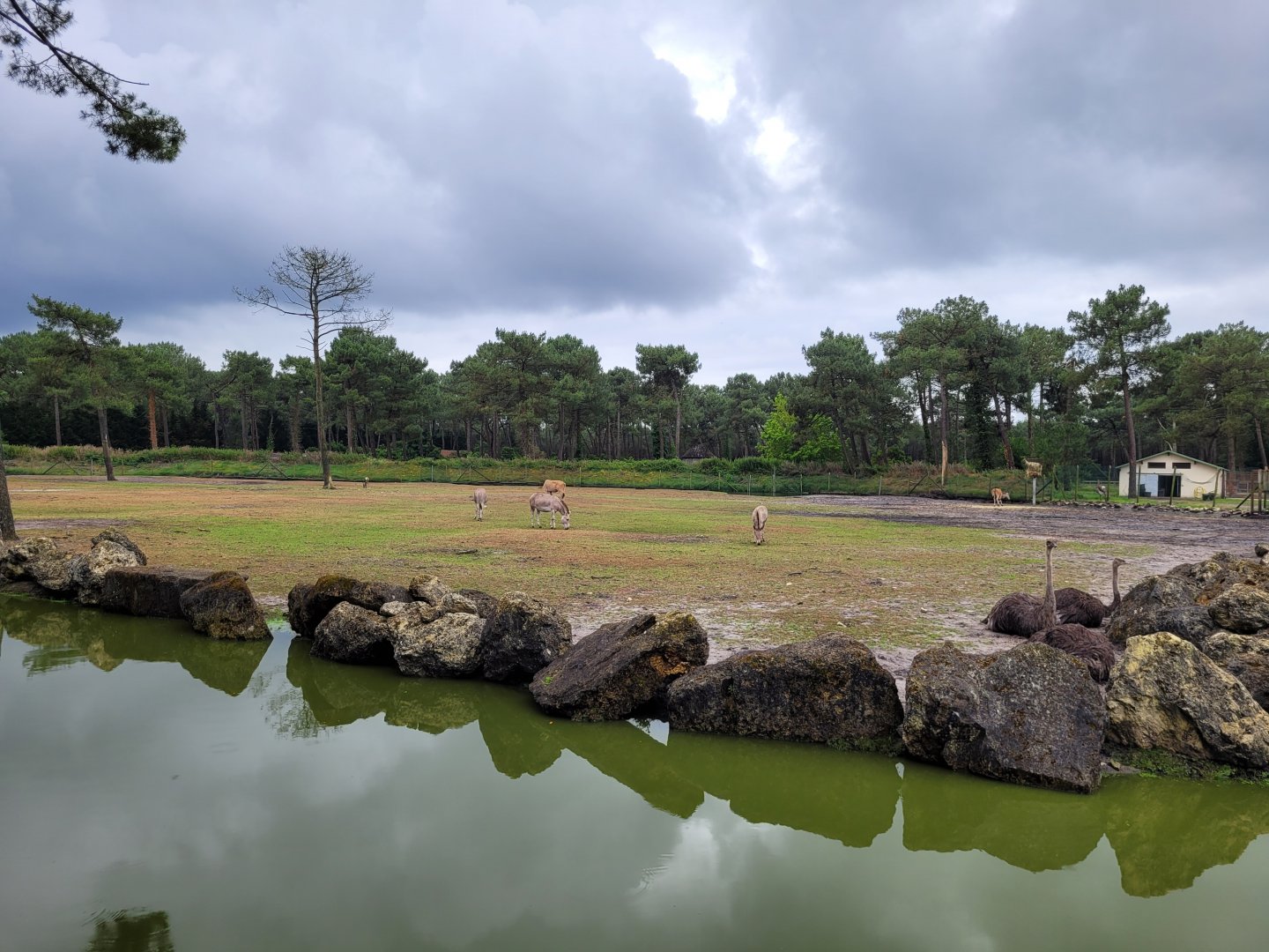 Big savannah exhibit -Zoo du bassin d'Arcachon (2024)