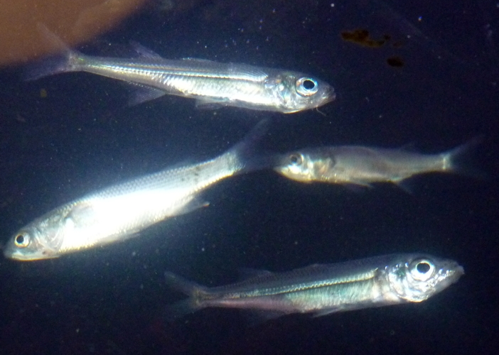 Big-scale sand smelts (Atherina boyeri)