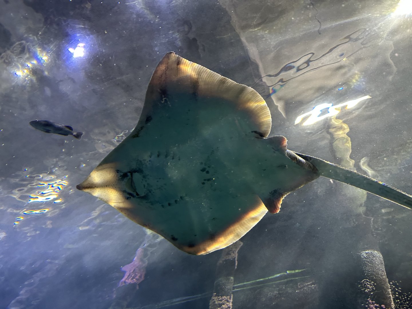 Big skate (Beringraja binoculata) swimming actively