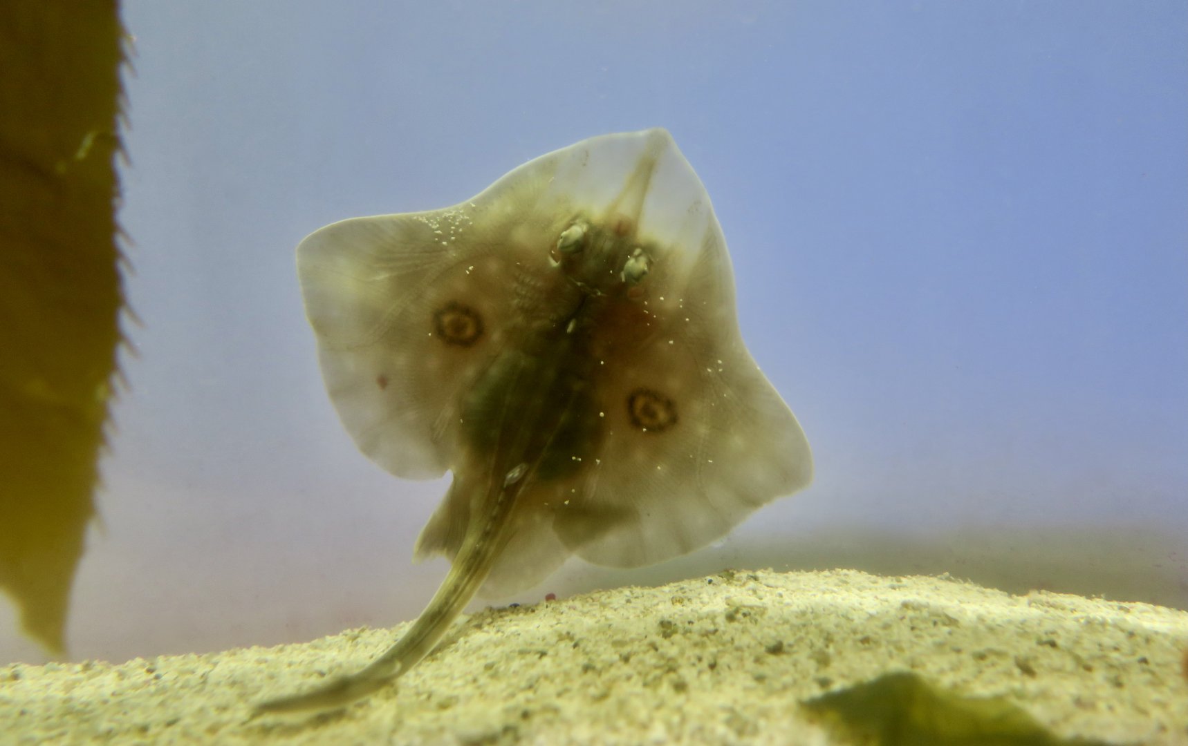 Big Skate (Beringraja binoculata) young