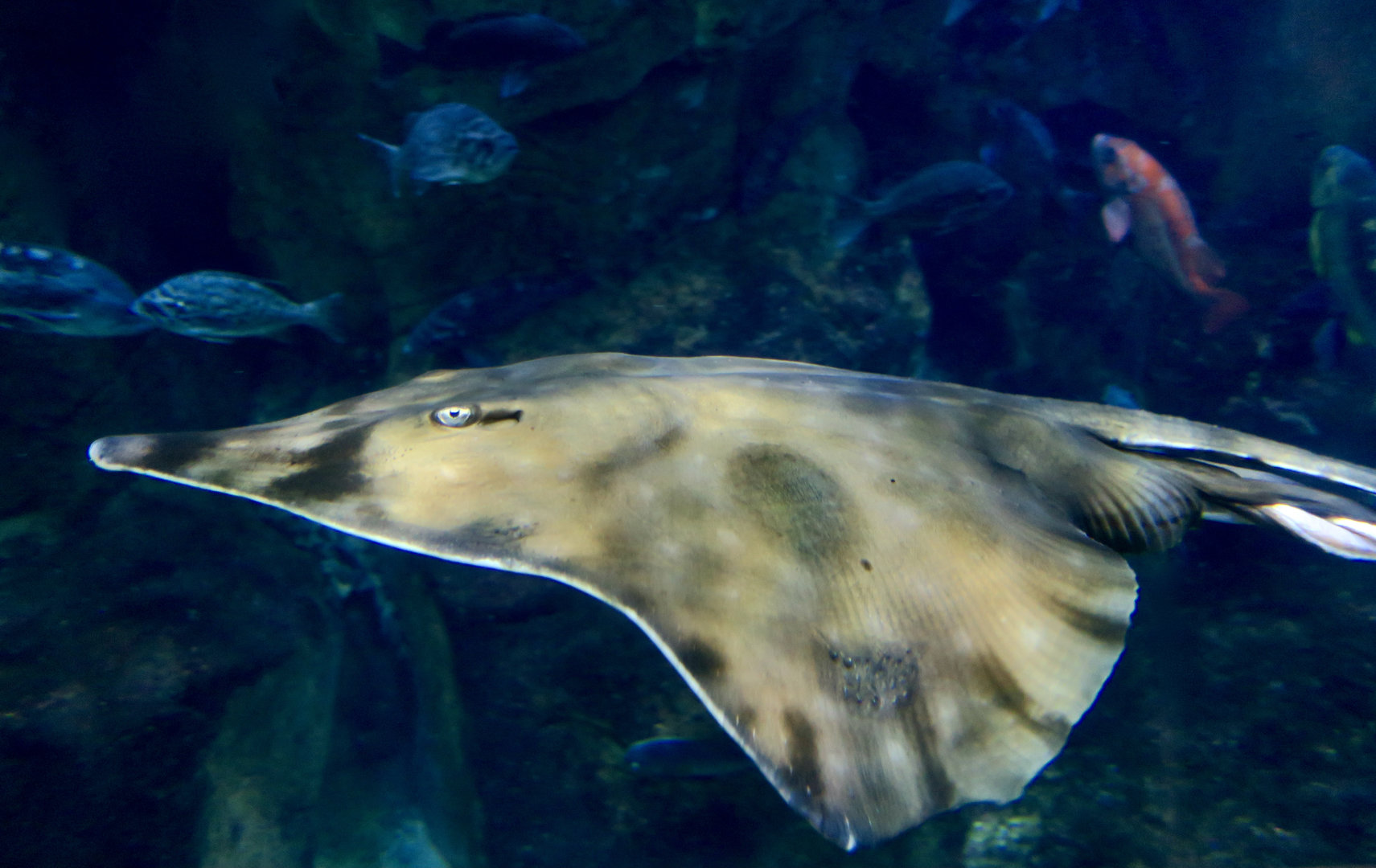 Big Skate (Beringraja binoculata)