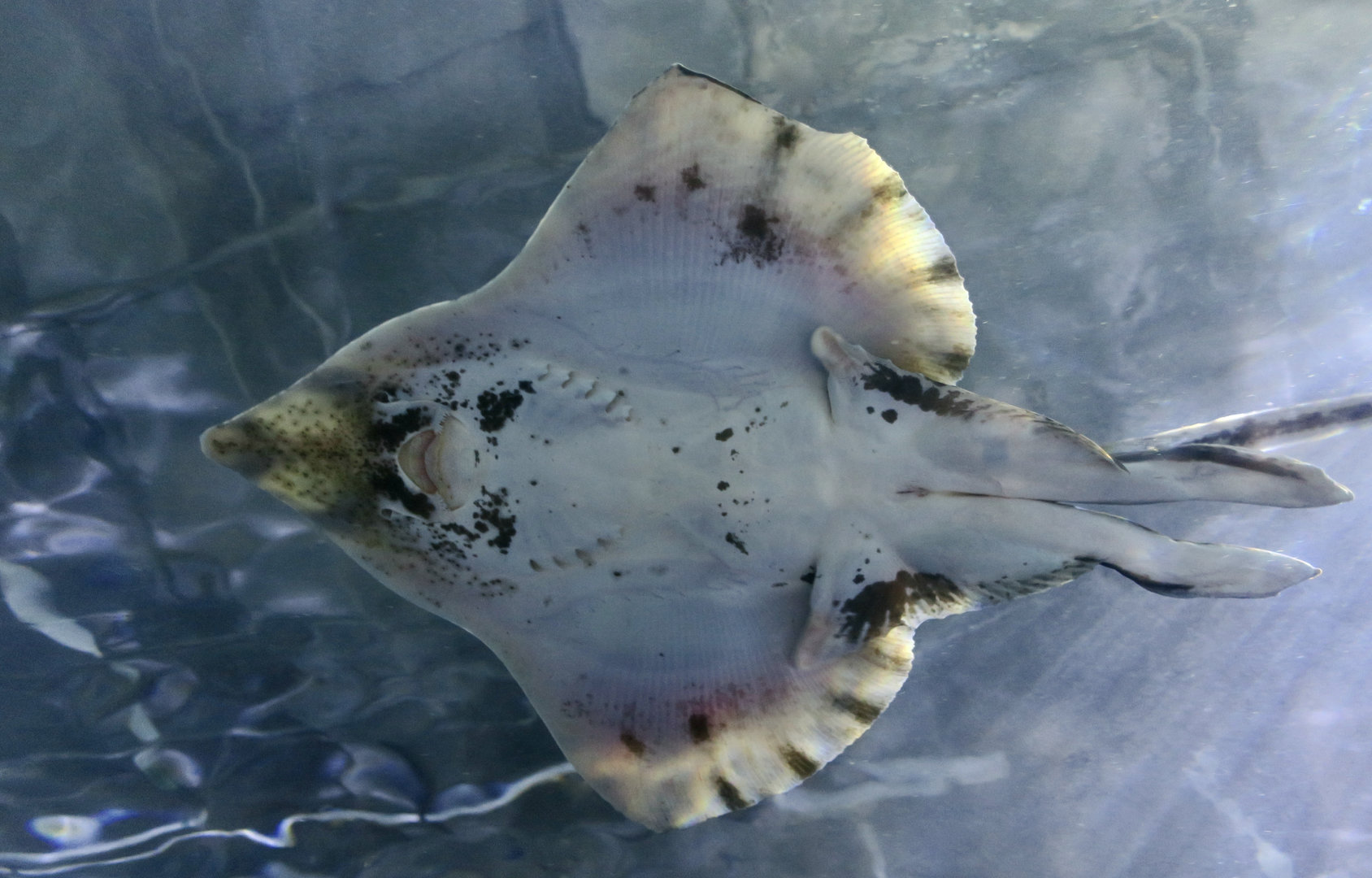 Big Skate (Beringraja binoculata)