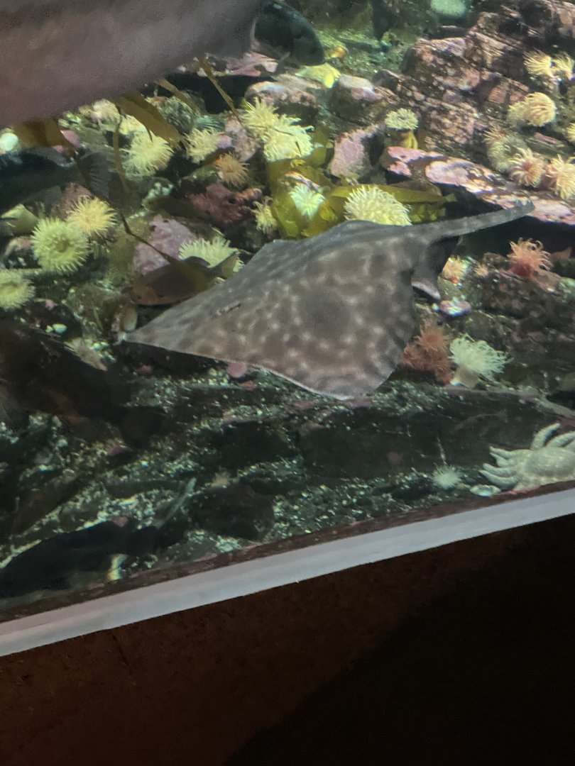 Big Skate in Straight of Georgia