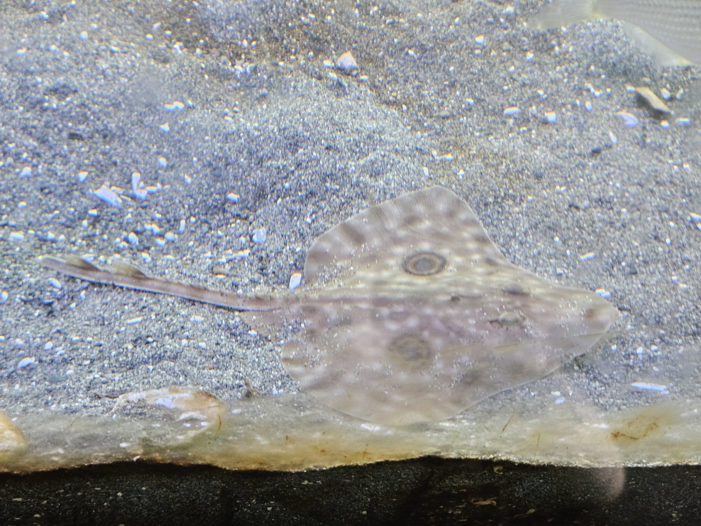 Big Skate (juvenile)