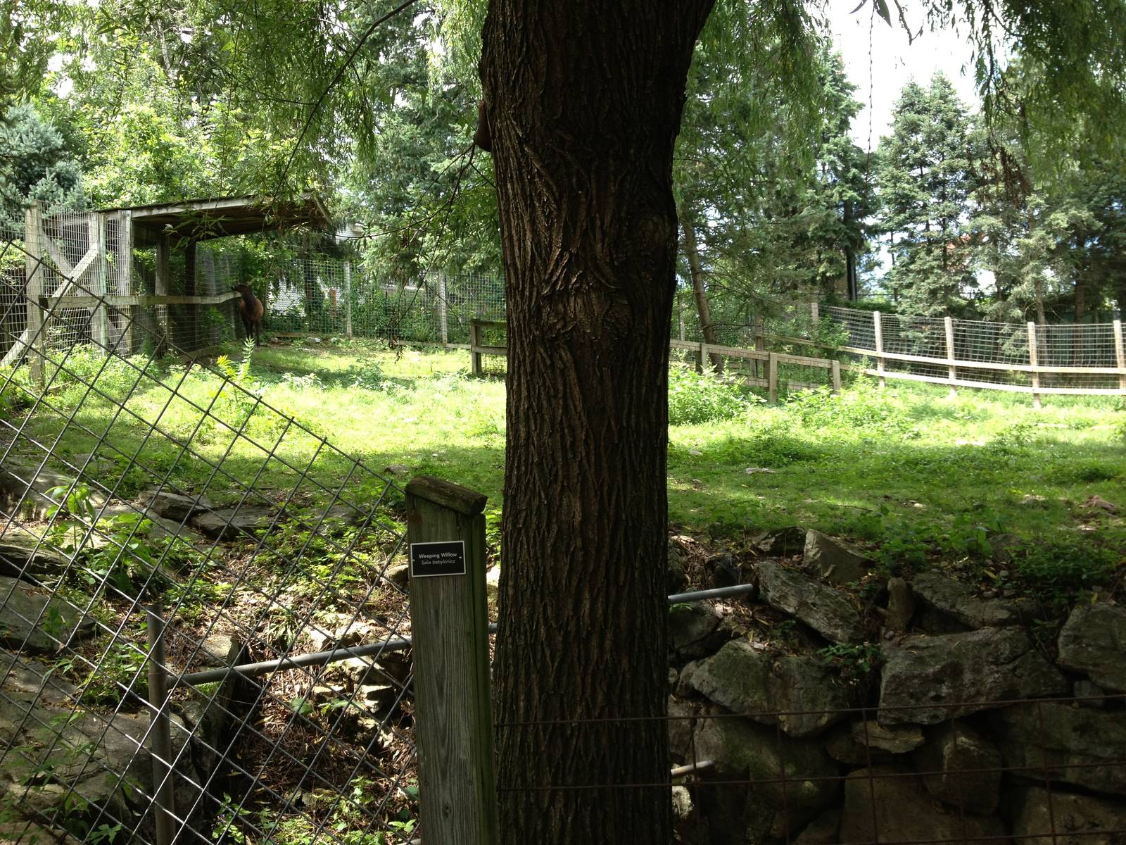 Big Sky Country- American Elk Exhibit