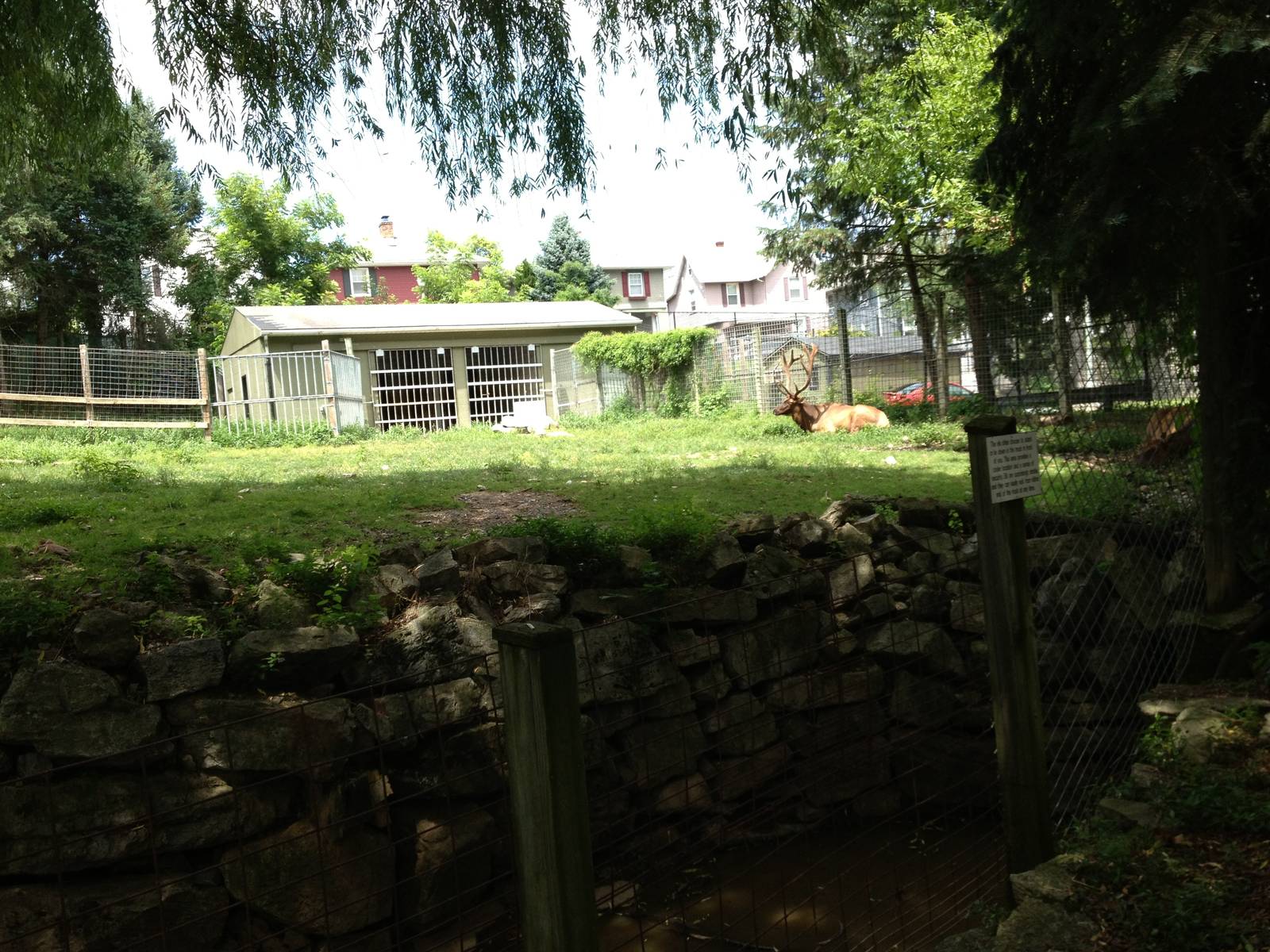 Big Sky Country- American Elk Exhibit