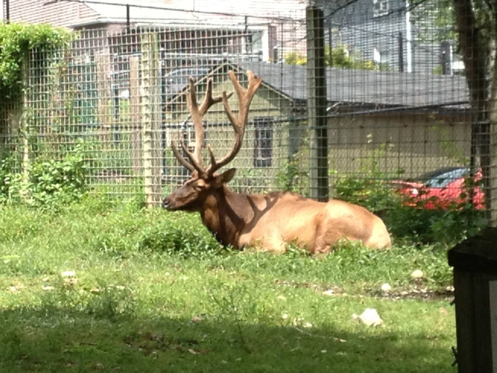 Big Sky Country- Bull Elk