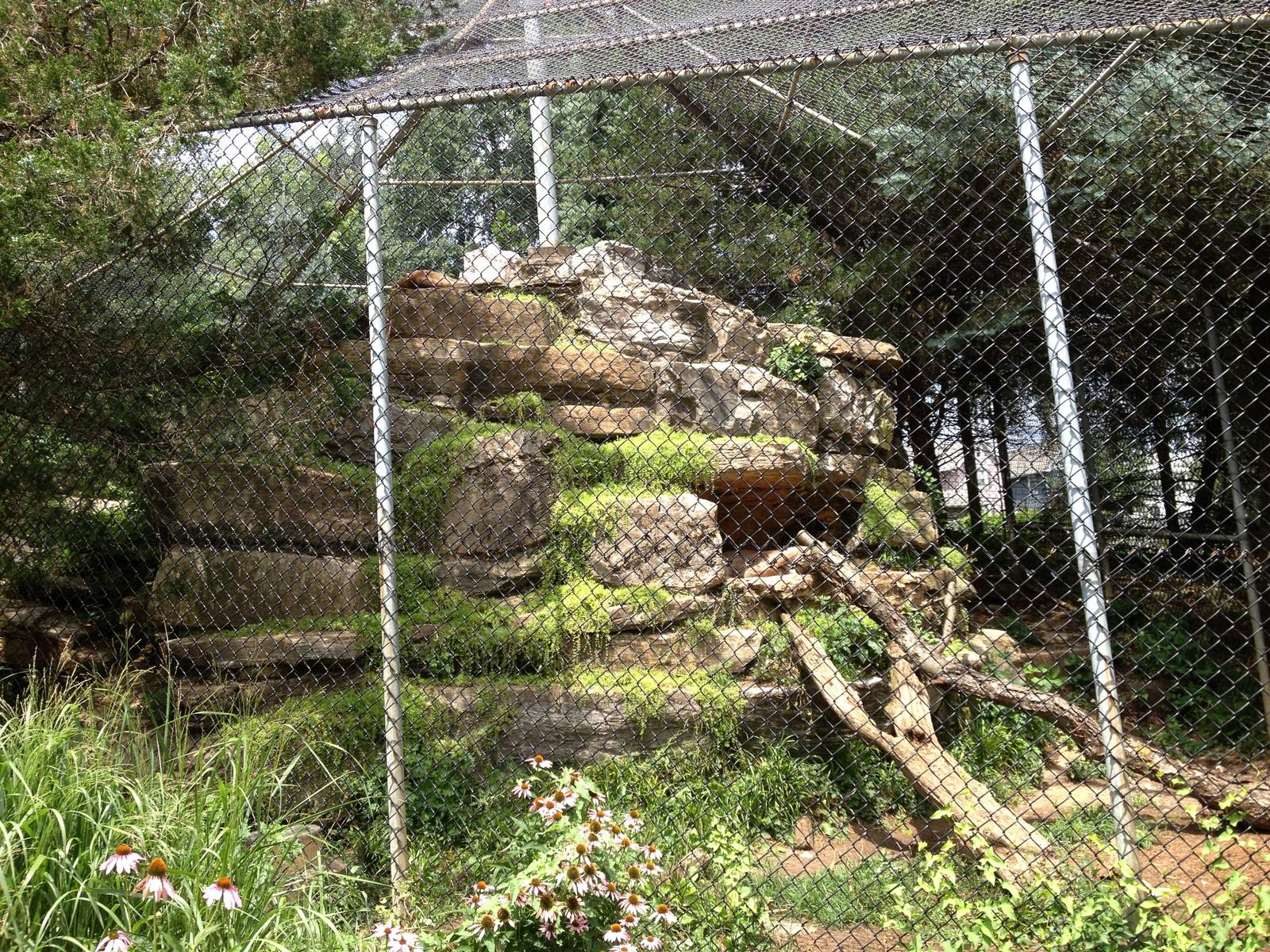 Big Sky Country- Cougar Exhibit