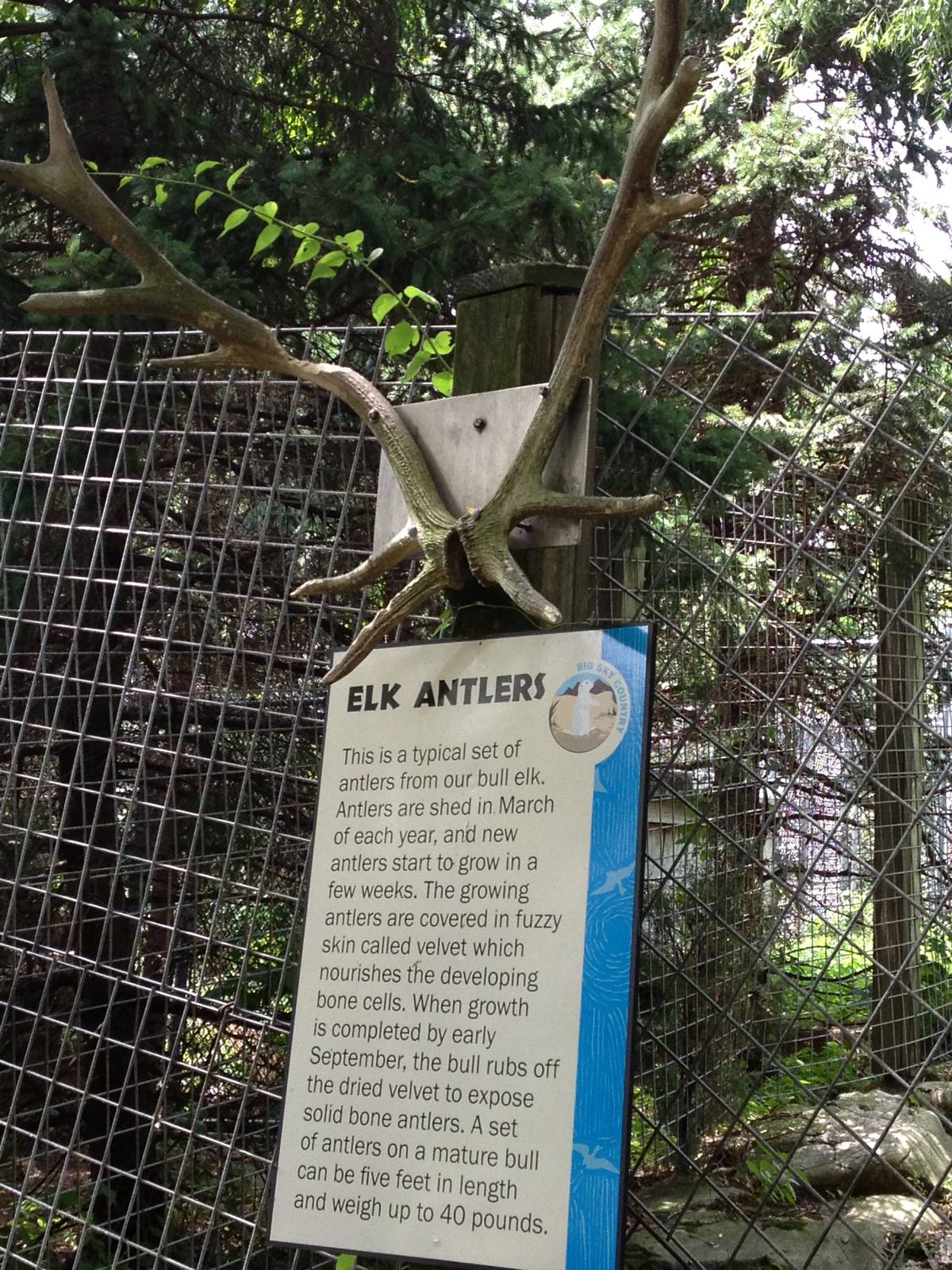 Big Sky Country- Elk Antler Signage