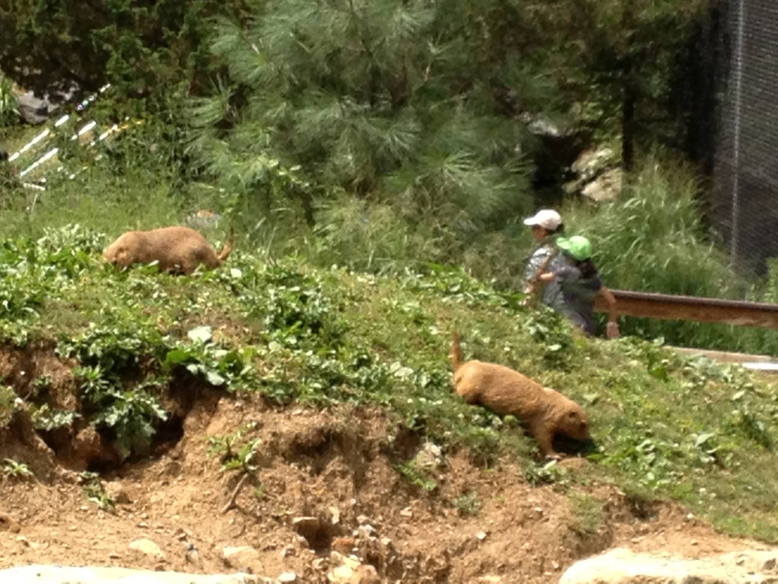 Big Sky Country- Prairie Dogs