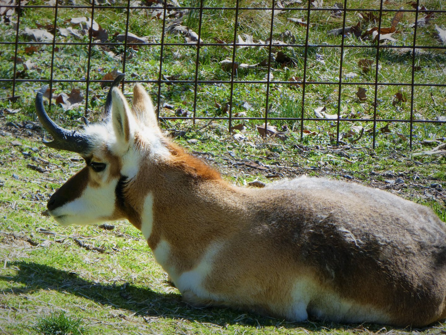 Big Sky Country - Pronghorn - Callum