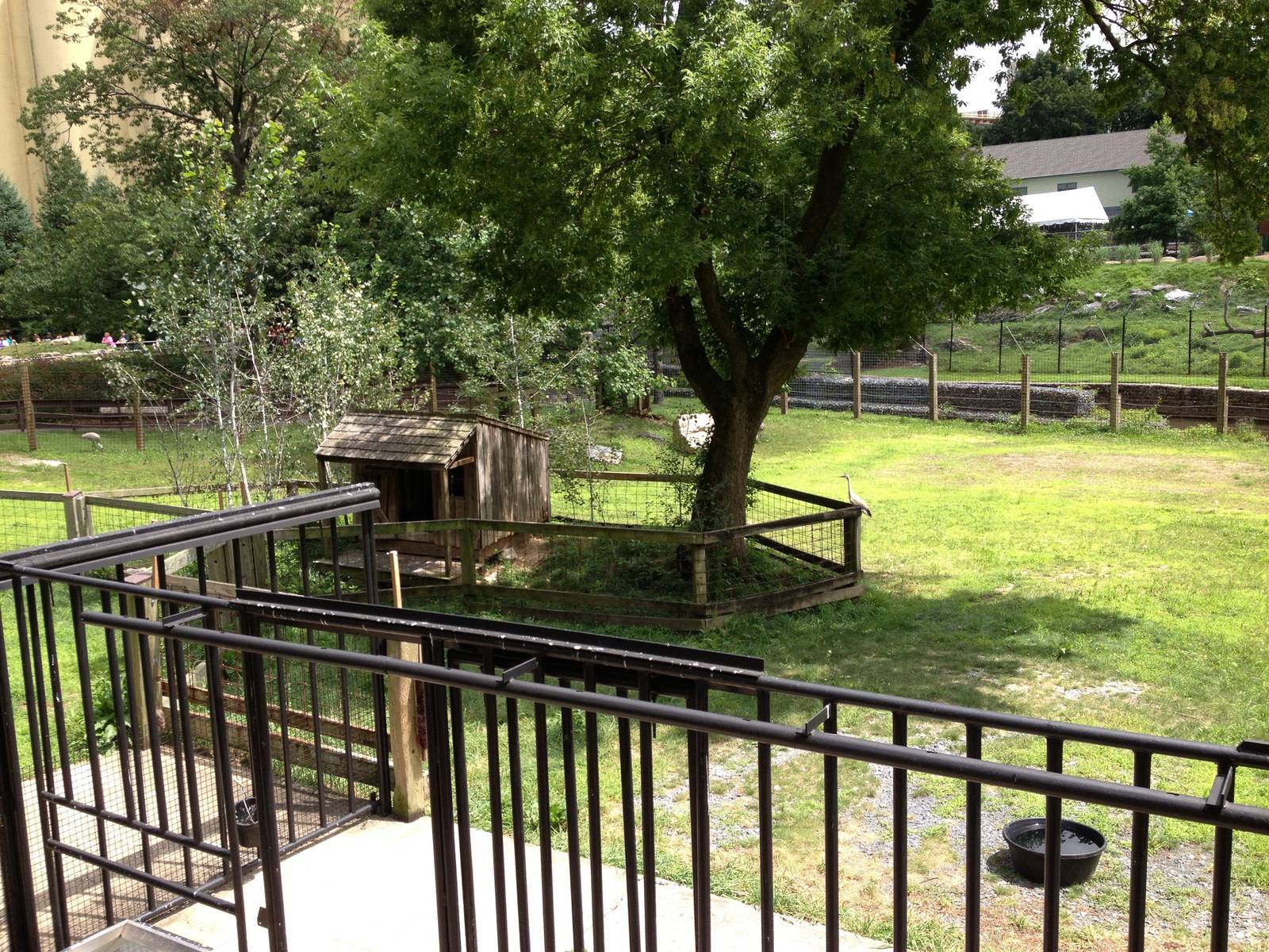 Big Sky Country- Sandhill Crane and Turkey Vulture Exhibits