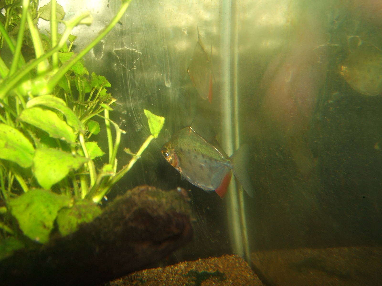 Big Spot Silver Dollar