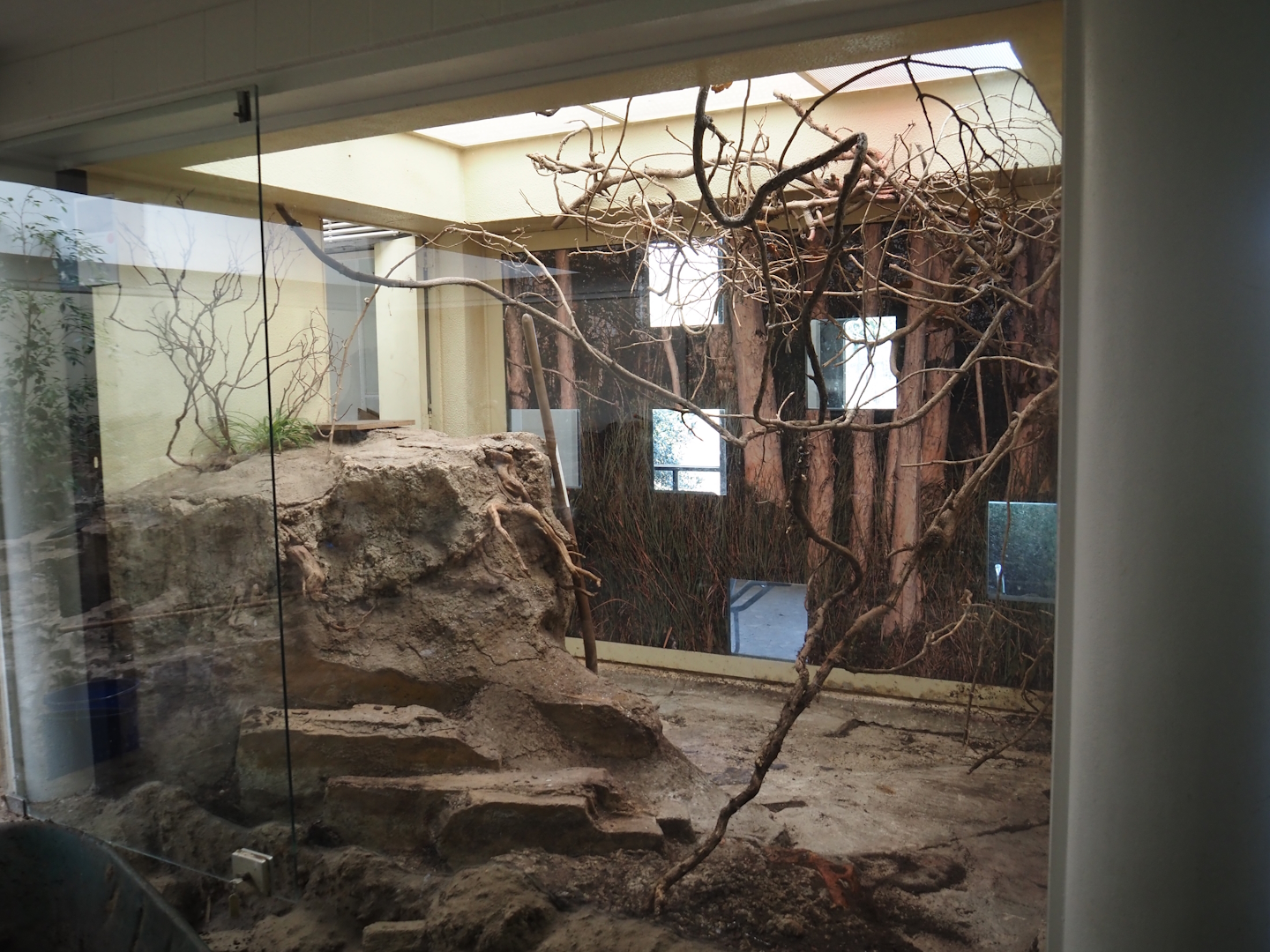 Big spring cleaning in the bird house (Red-fronted serin aviary), 2025-03-16