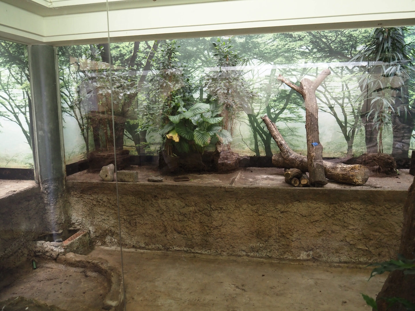 Big spring cleaning in the bird house (starling, robin-chat and crake aviary), 2025-03-16