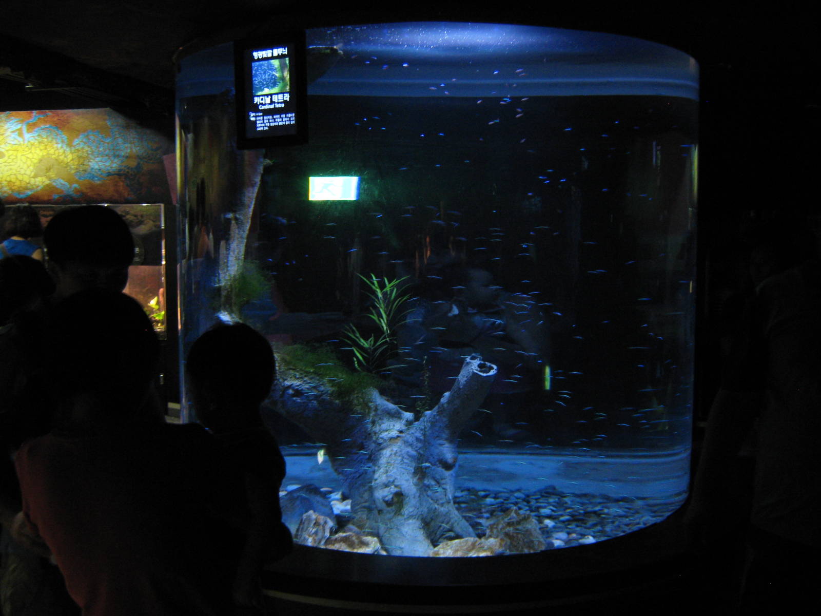 big tank for cardinal tetras (Paracheirodon axelrodi)