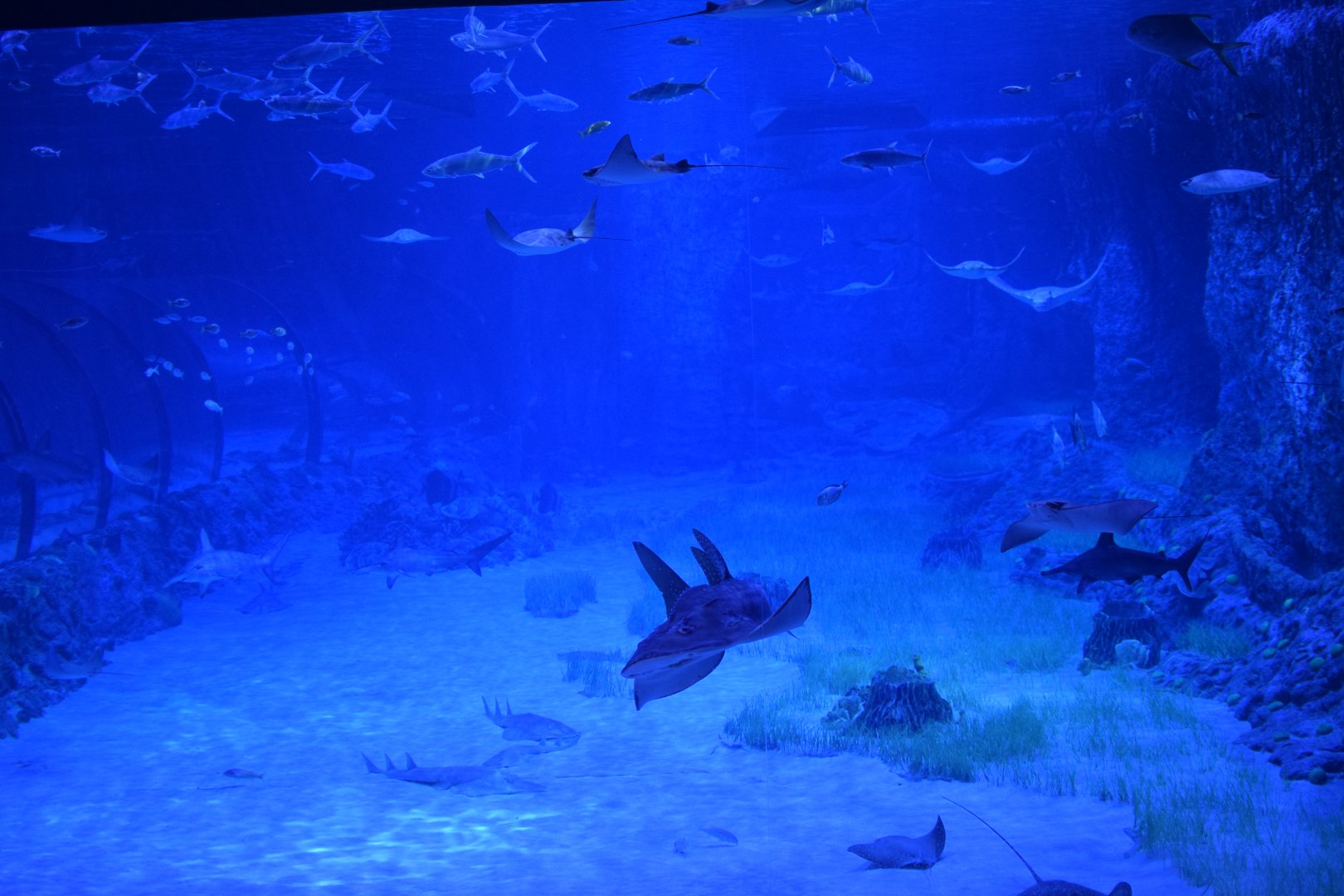 Big tank - The National Aquarium Abu Dhabi