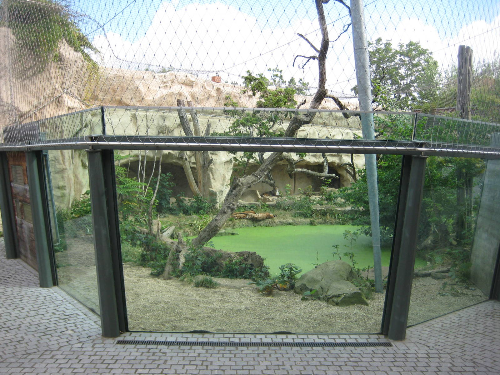 Big Tiger exhibit with pool