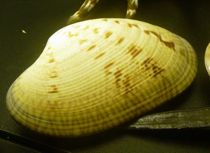 Big venerid clam for ID???