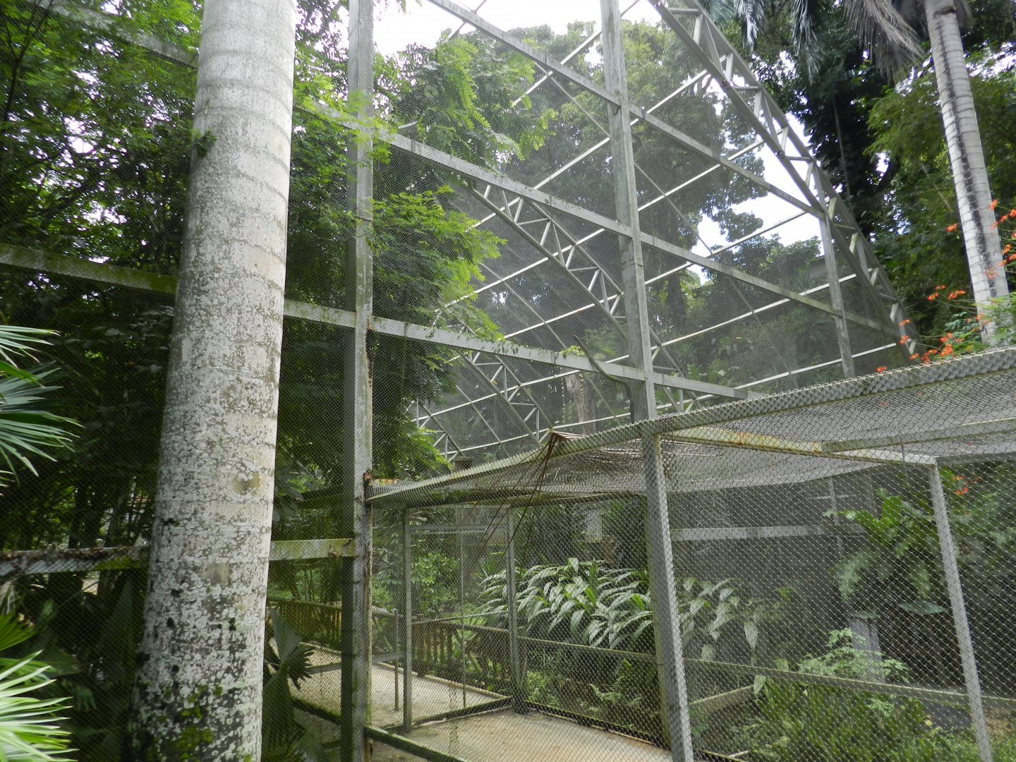 Big walkthrough aviary - Salvador zoo (PZGV)