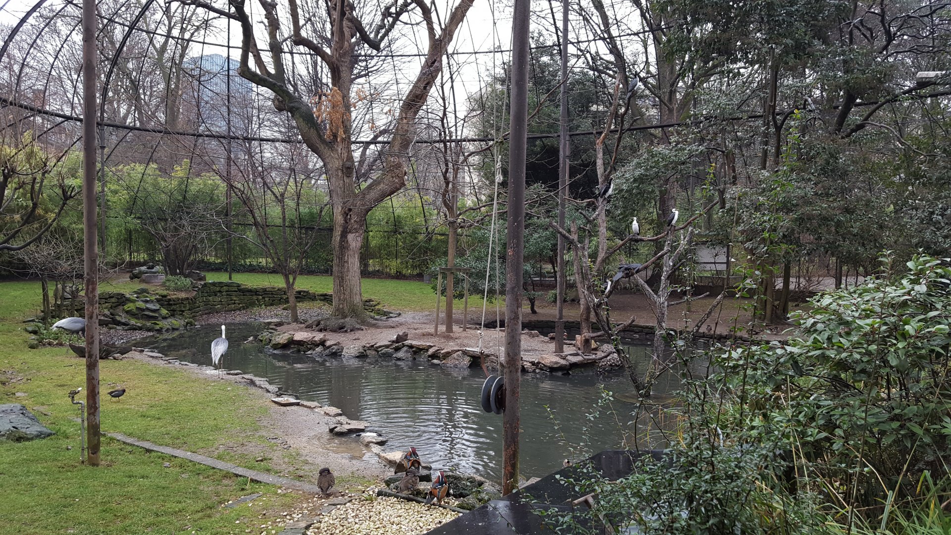 big walkthrough aviary