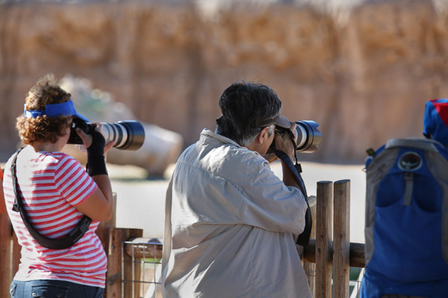 Big whites at the zoo