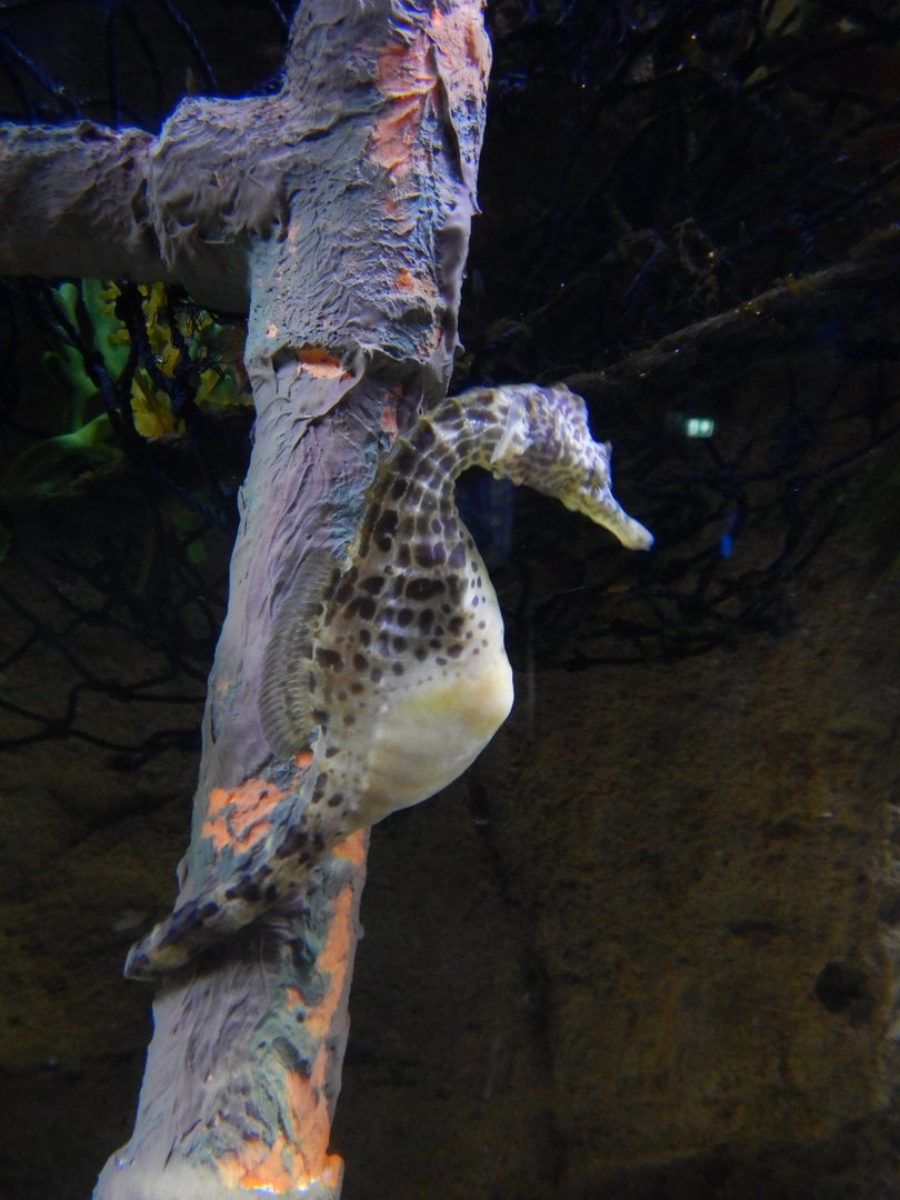 Bigbelly Seahorse