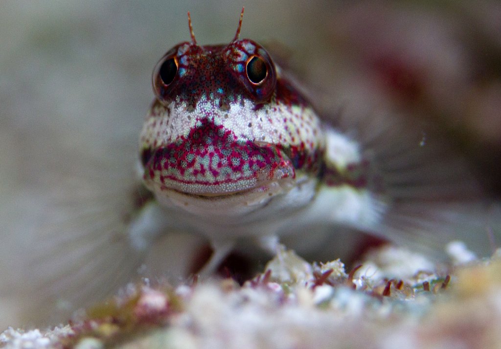 Bigbrow Blenny close-up