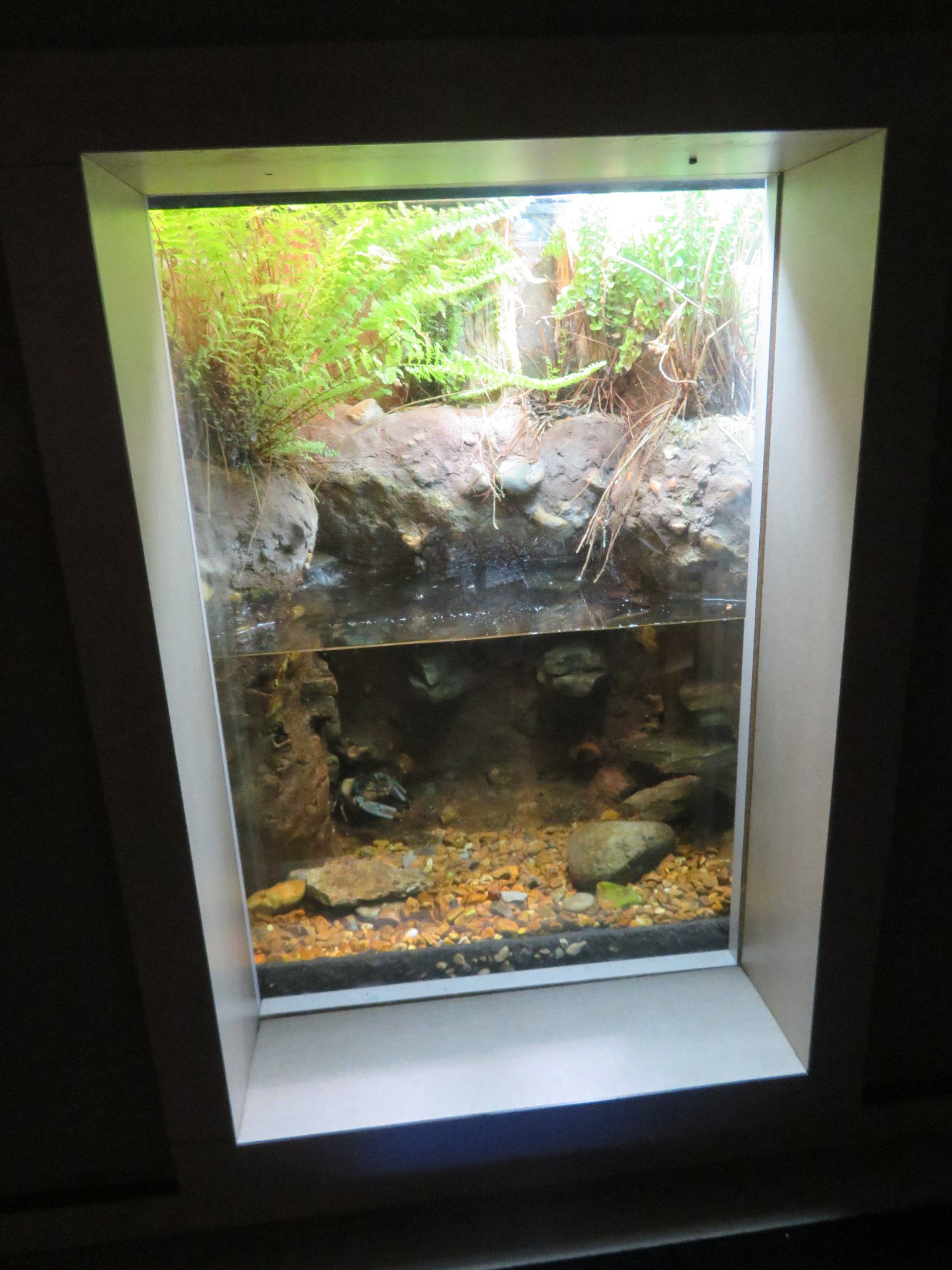 Bigclaw Crayfish Exhibit