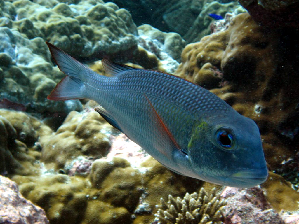 Bigeye Bream (Monotaxis grandoculis)