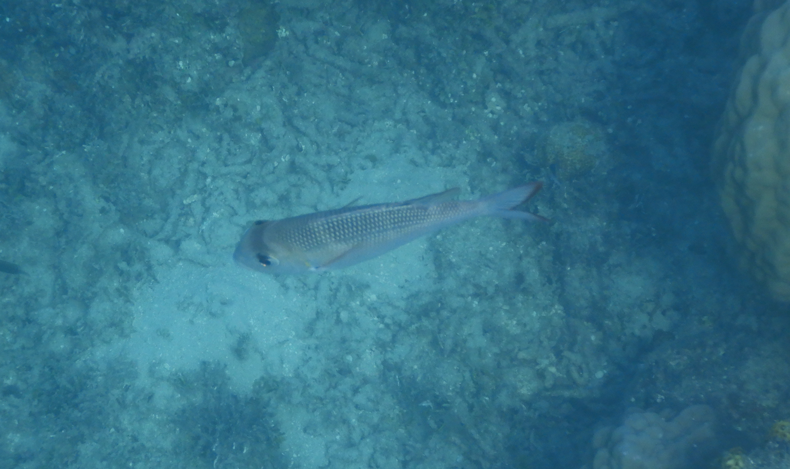 Bigeye Seabream (Monotaxis grandoculis) - Green Island