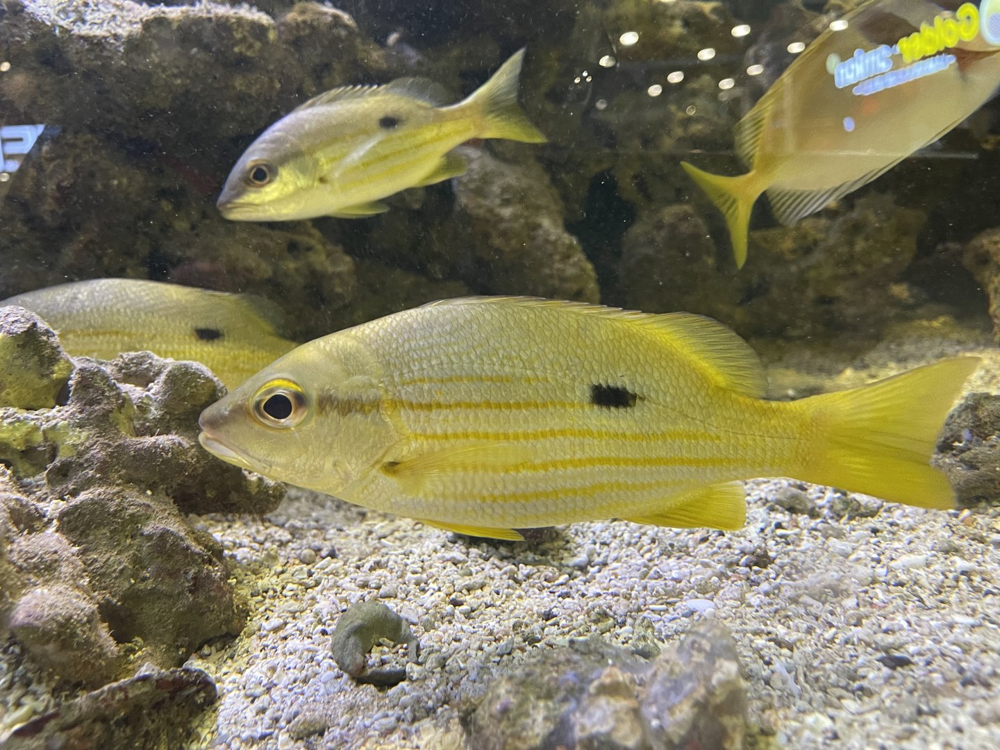 bigeye snapper (lutjanus lutjanus)