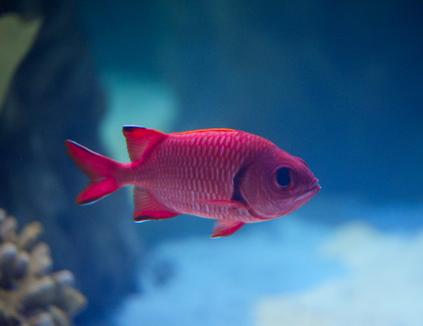 Bigeye Squirrelfish