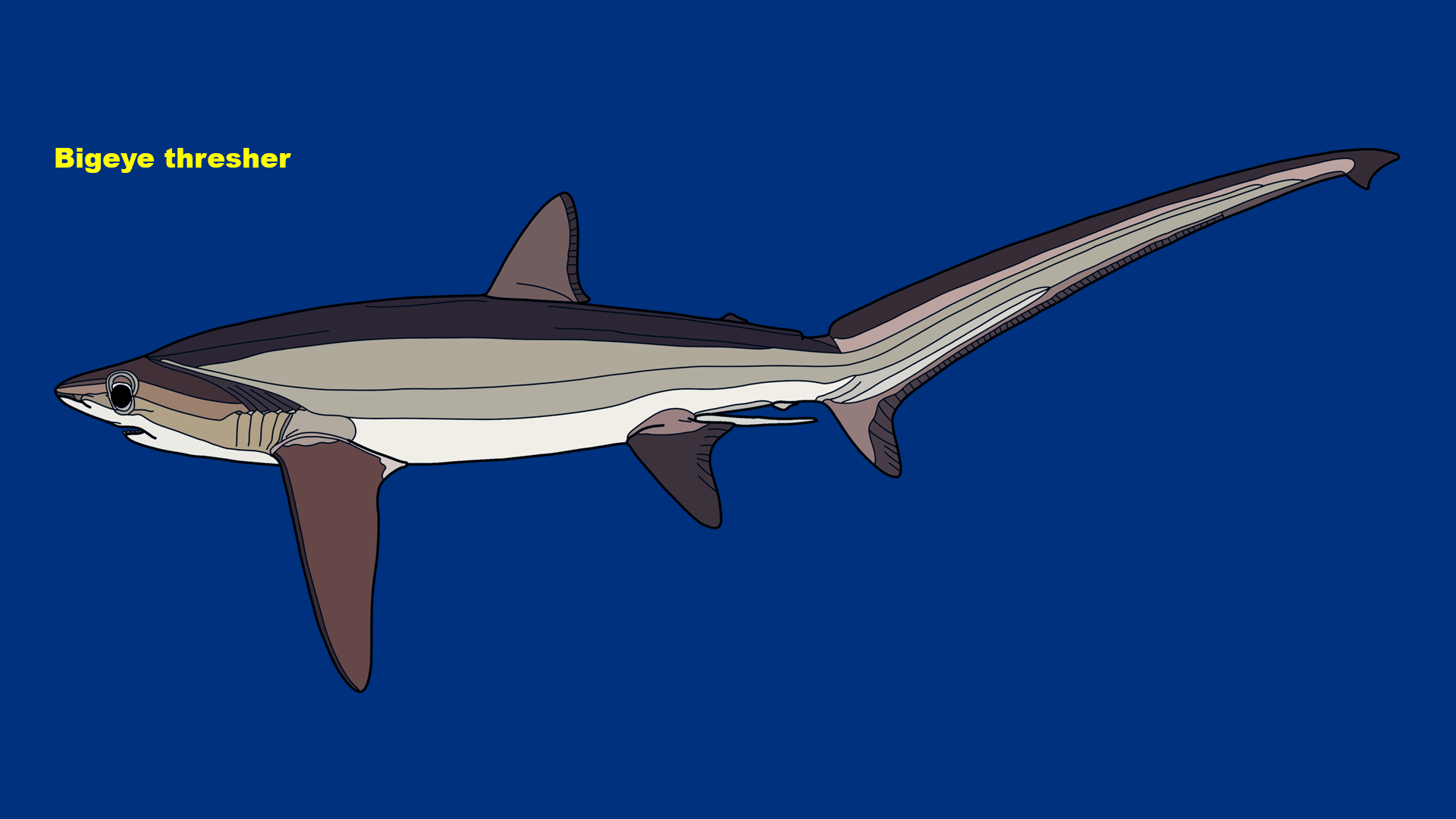 Bigeye thresher (Alopias superciliosus)